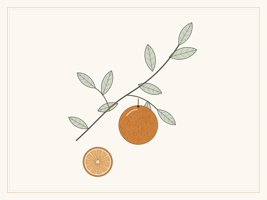 Illustrazione: ramo di agrumi con un'arancia intera e una fetta d'arancia