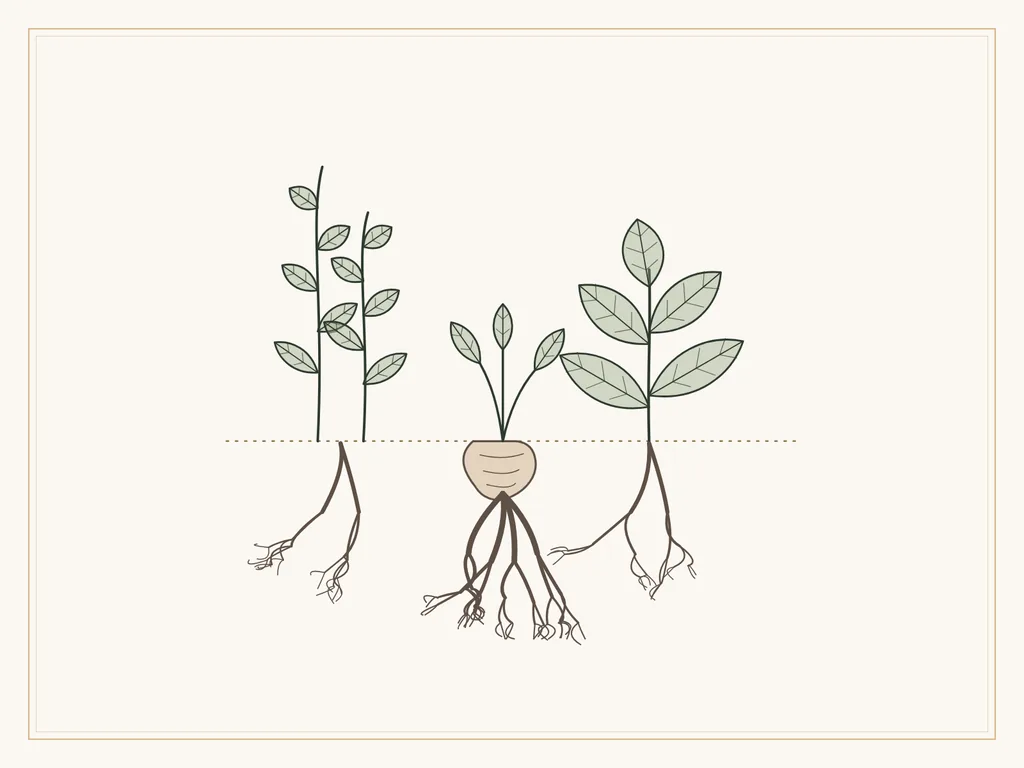 Illustrazione botanica: erbe aromatiche e radici sotto la linea del terreno